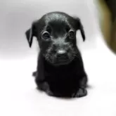 ミックス(イタリアングレーハウンド×イタプー)【千葉県・女の子・2025年10月1日・ブラック】の写真4