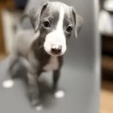 ミックス(イタリアングレーハウンド×イタプー)【千葉県・男の子・2025年9月19日・ブルー&ホワイト】の写真9