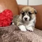 ウェルシュ・コーギー・ペンブローク【千葉県・男の子・2025年11月5日・レッドアンドホワイト】の写真9