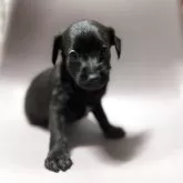 ミックス(イタリアングレーハウンド×イタプー)【千葉県・女の子・2025年10月1日・ブラック】の写真7