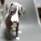 ミックス(イタリアングレーハウンド×イタプー)【千葉県・男の子・2025年9月19日・ブルー&ホワイト】の写真8