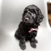 ミックス(イタリアングレーハウンド×イタプー)【千葉県・男の子・2025年9月19日・ブラック】の写真7