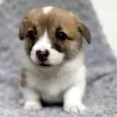 ウェルシュ・コーギー・ペンブローク【千葉県・女の子・2025年3月25日・レッド&ホワイト】の写真2