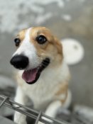 ウェルシュ・コーギー・ペンブローク【・女の子・2023年6月9日・レッド&ホワイト】