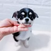 チワワ(ロング)