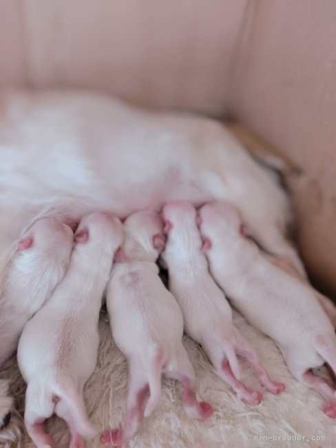 チワワ赤ちゃん♡｜松本　源大(まつもと　げんた)ブリーダー(愛知県・ボーダーコリーなど・JKC登録)の紹介写真10