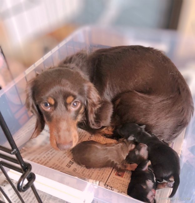 マカロンちゃん｜松本　源大(まつもと　げんた)ブリーダー(愛知県・ボーダーコリーなど・JKC登録)の紹介写真4