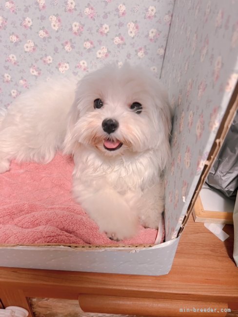 松本　源大(まつもと　げんた)ブリーダー(愛知県・ボーダーコリーなど・JKC登録)の紹介写真5