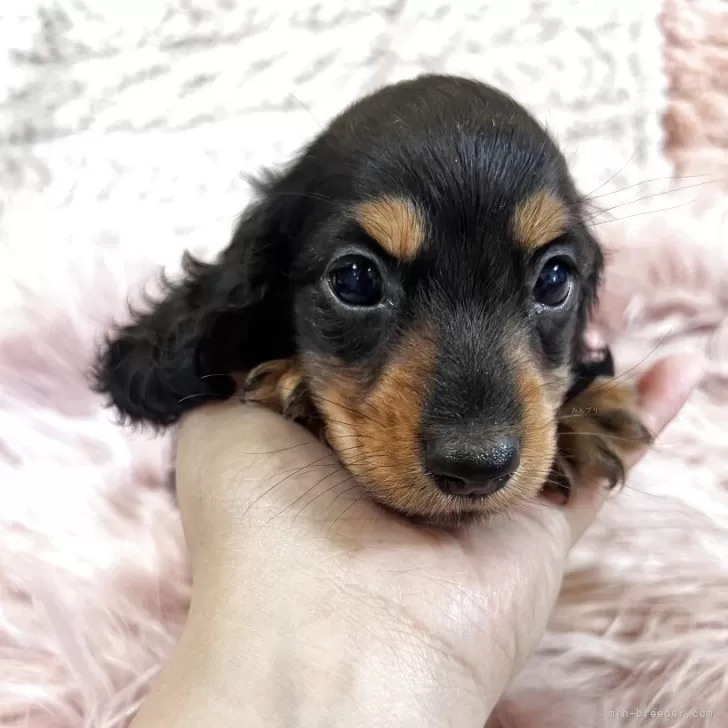 Y.H 様のお迎えした子犬