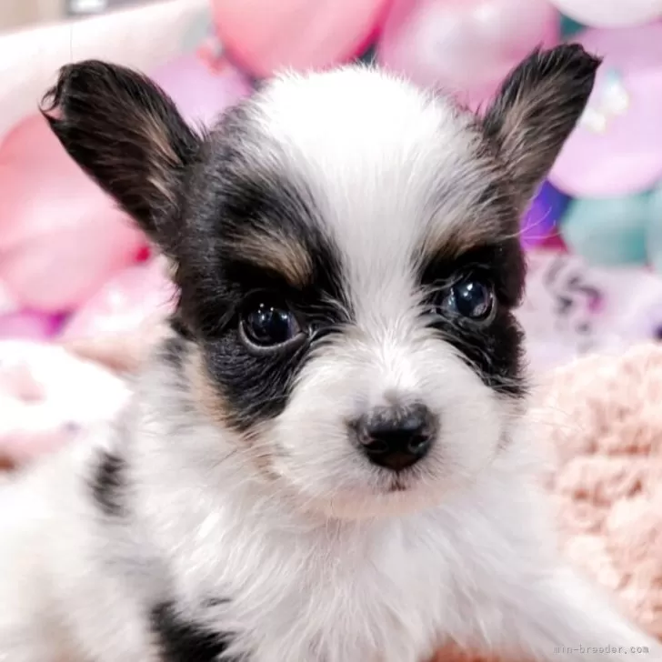 ID：2507-02381の子犬