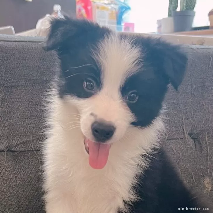 A.O 様のお迎えした子犬