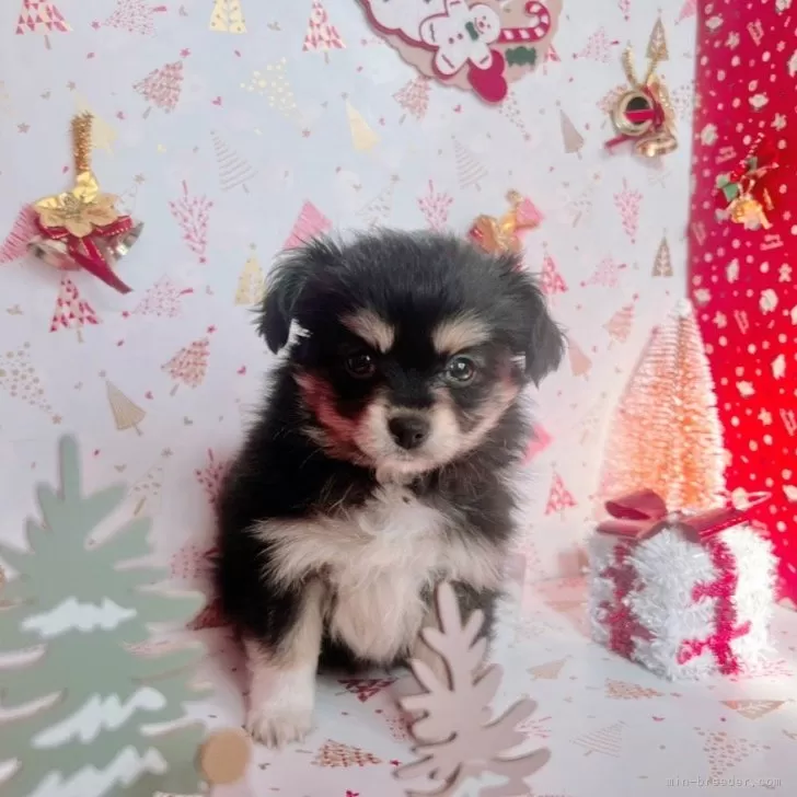 ID:2410-08123の子犬