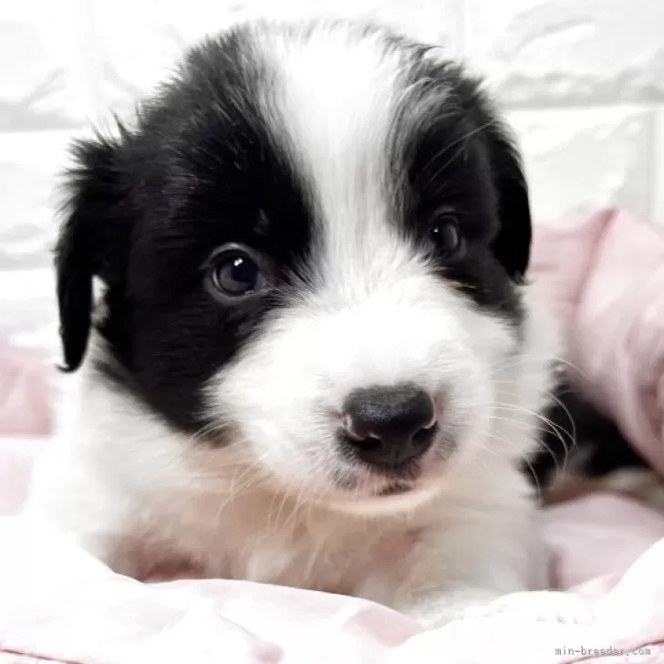 ID：2508-01014の子犬