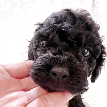 トイプードル(トイ)【愛知県・男の子・2025年4月4日・ブラック】の写真「可愛いお目目の男の子(*´ω｀*)」