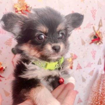 ミックス(チワワ×パピヨン)【愛知県・女の子・2024年10月7日・ブラックタン】の写真「可愛すぎる女の子😍すぐにお迎え頂けます」