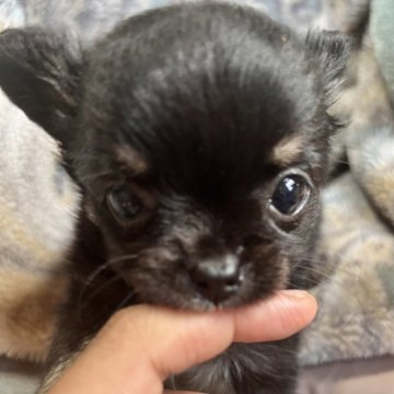 チワワ(ロング)【愛知県・女の子・2025年6月2日・ブラックタン&ホワイト】の写真「横顔も正面も凄く可愛い❤」