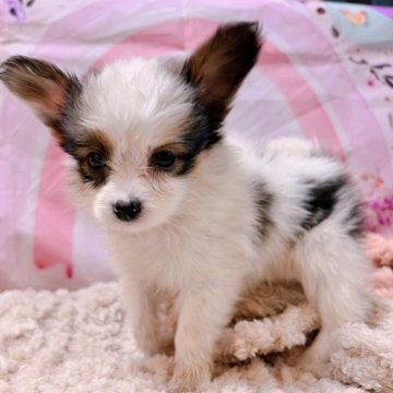 パピヨン【愛知県・男の子・2025年5月27日・トライカラー】の写真「穏やかで優しい顔付きの男の子✨」