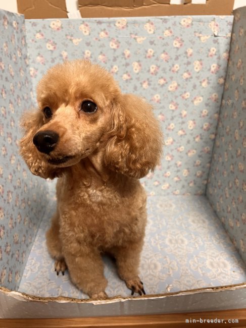 トイプードル(トイ)【・女の子・2023年11月22日・レッド】