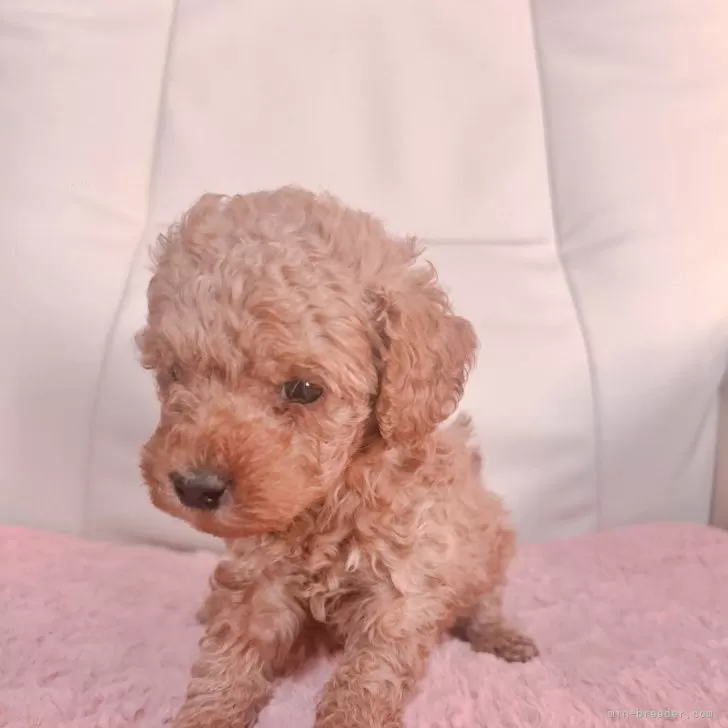 ID：2312-04066の子犬