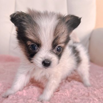 ミックス(ポメラニアン×パピヨン)【愛知県・女の子・2023年11月6日・ホワイト&レッド】の写真「小さくて大人しい女の子♡♡」