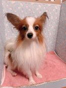 パピヨン【・男の子・2022年11月18日・レッドANDホワイト】