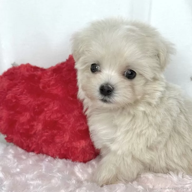 ID：2503-03303の子犬