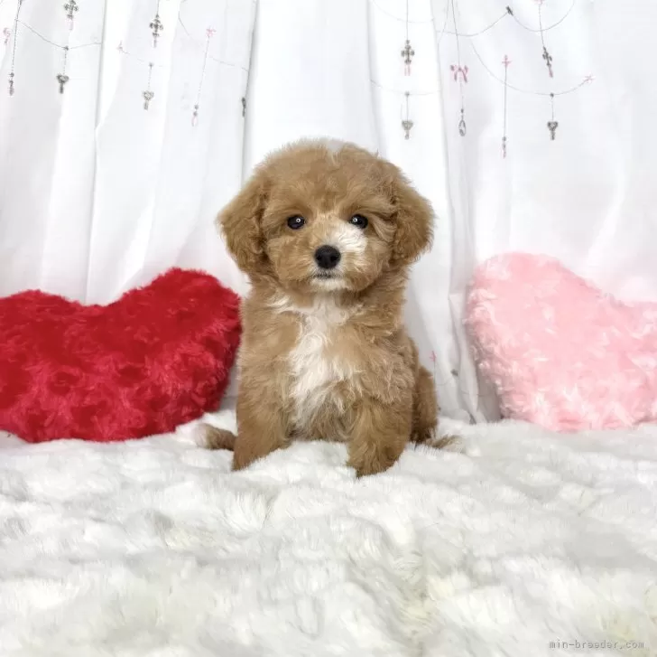 ID：2503-07719の子犬