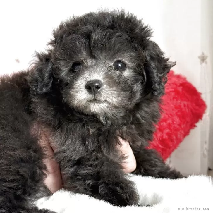 Y.T 様のお迎えした子犬