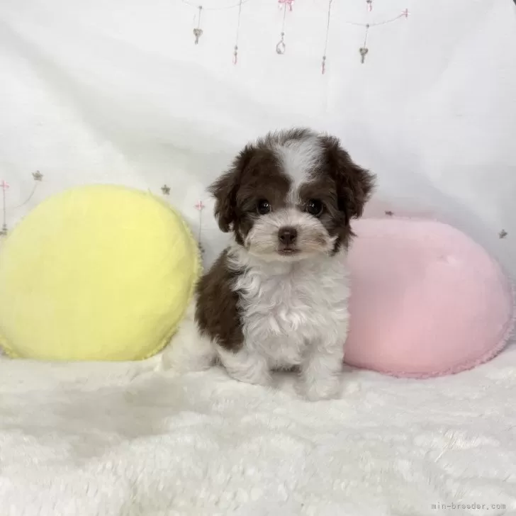 ID:2501-02957の子犬