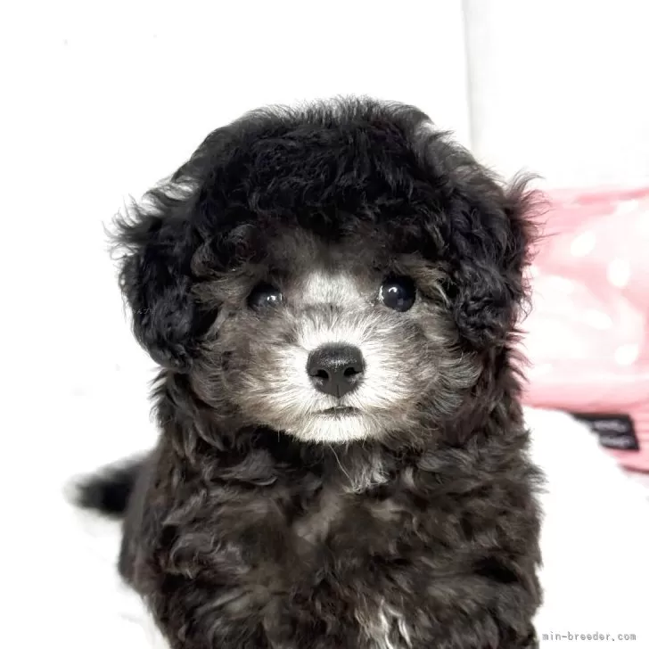 ID:2506-07956の子犬