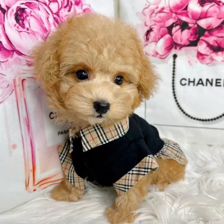 ID:2411-05933の子犬