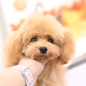 トイプードル(タイニー)【大阪府・男の子・2025年5月6日・アプリコット】の写真「のんびり🦥*̣̩⋆おっとりくん🐌💭」