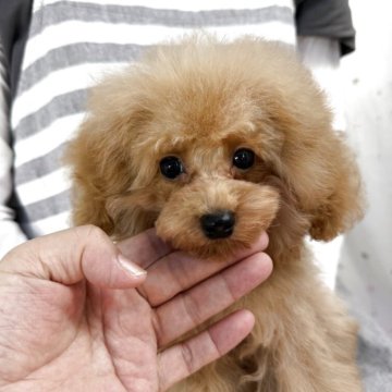トイプードル(ティーカップ)【大阪府・男の子・2025年5月6日・アプリコット】の写真「のんびり🦥*̣̩⋆おっとりくん🐌💭」