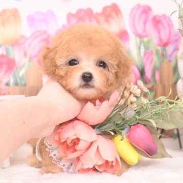 トイプードル(ティーカップ)【大阪府・女の子・2025年3月10日・アプリコット】の写真「超ドワーフ💓毛色もキラキラと綺麗な女の子🧡」