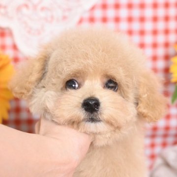 トイプードル(トイ)【大阪府・男の子・2025年6月5日・クリーム】の写真「骨格がしっかりした安心タイプ✊🏻💖 ̖́-」