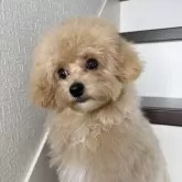 トイプードル(トイ)