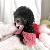 トイプードル(ティーカップ)