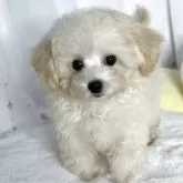 ティーカッププードル