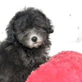 トイプードル(ティーカップ)