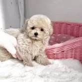 タイニープードル