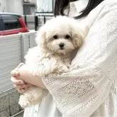 ティーカッププードル【大阪府・女の子・2024年11月27日・ペールフォーン】の写真1