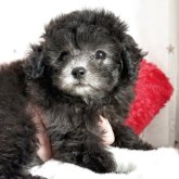 トイプードル(ティーカップ)