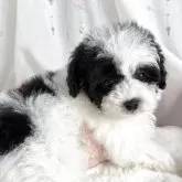 ティーカッププードル