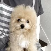 ティーカッププードル
