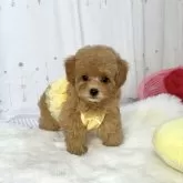 ティーカッププードル