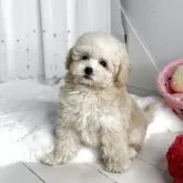 タイニープードル