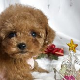 トイプードル(ティーカップ)