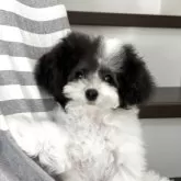 ティーカッププードル