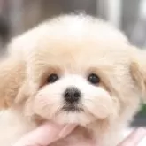 ティーカッププードル