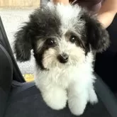 タイニープードル